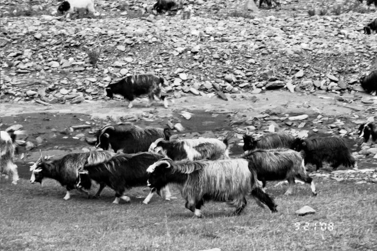 B&W-Goats on the move.jpg